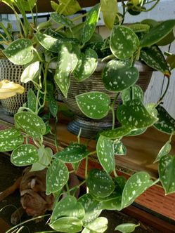  8inch Full And Long Silver Pothos 