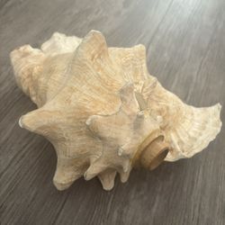Conch Shell (cut and Ready For Ceremonial Use)