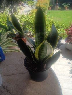 General.. sanseveria. O lengua de suegra plant..very nice
