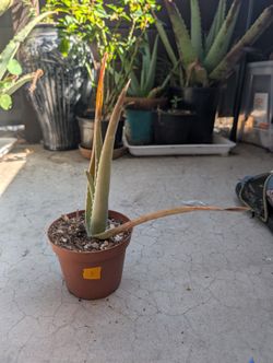 Aloe Plant 3