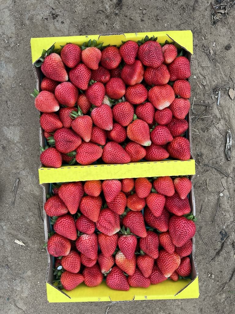 Whoelsale Freshly Picked Sweet Strawberries
