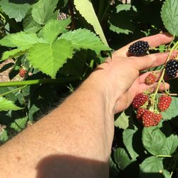 “Black Satin “ Thornless Blackberries-  Shrub Like Heavy Producing Plants  Getting Ready To Bloom.   Two Large Pots Available 