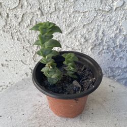 3 Inch Pot Succulent Plant - Crassula Perforata  - String of Buttons  - Rooted & Established Plant - Drought Resistant - 🪴