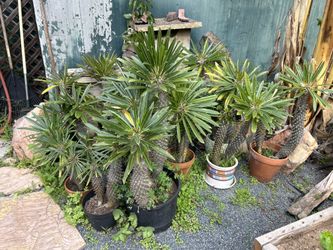Exotic Plants For Sale All Shapes And Sizes 