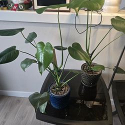 Monstera Deliciosa.