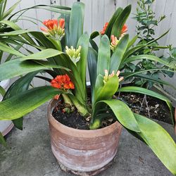 5 Huge  & 4 Sapling Clivia , Clivia miniate, Bush Lily, Natal Lily, Foliage Plants, Flowering Plants In Vintage Clay Pot