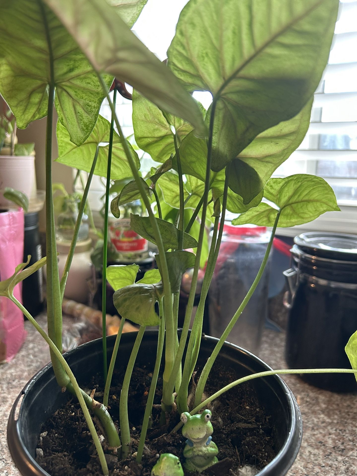 Syngonium Plant Green And Pink