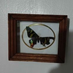 CHUCK KONDOR ORIGINALS -AFRICAN BUTTERFLY 🦋 6"×5" -S95