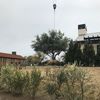 Tree Guy