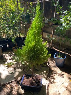 Bonsai plant for sale $50 each Bonsai plant for sale $50 each