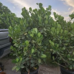 huge clusias About  6 feet tall Instant  privacy  Hedge  for fence 