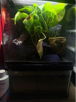 Bioactive Paludarium