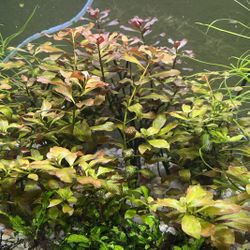 Live Fish Tank Aquarium Plant Ludwigia 