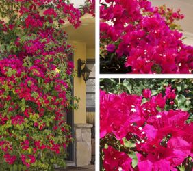 Bougainvillea dark pink flower bush