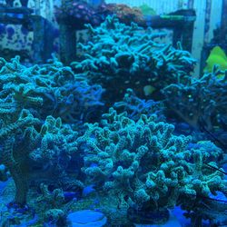 Screaming Green Birds Nest Seriatopora