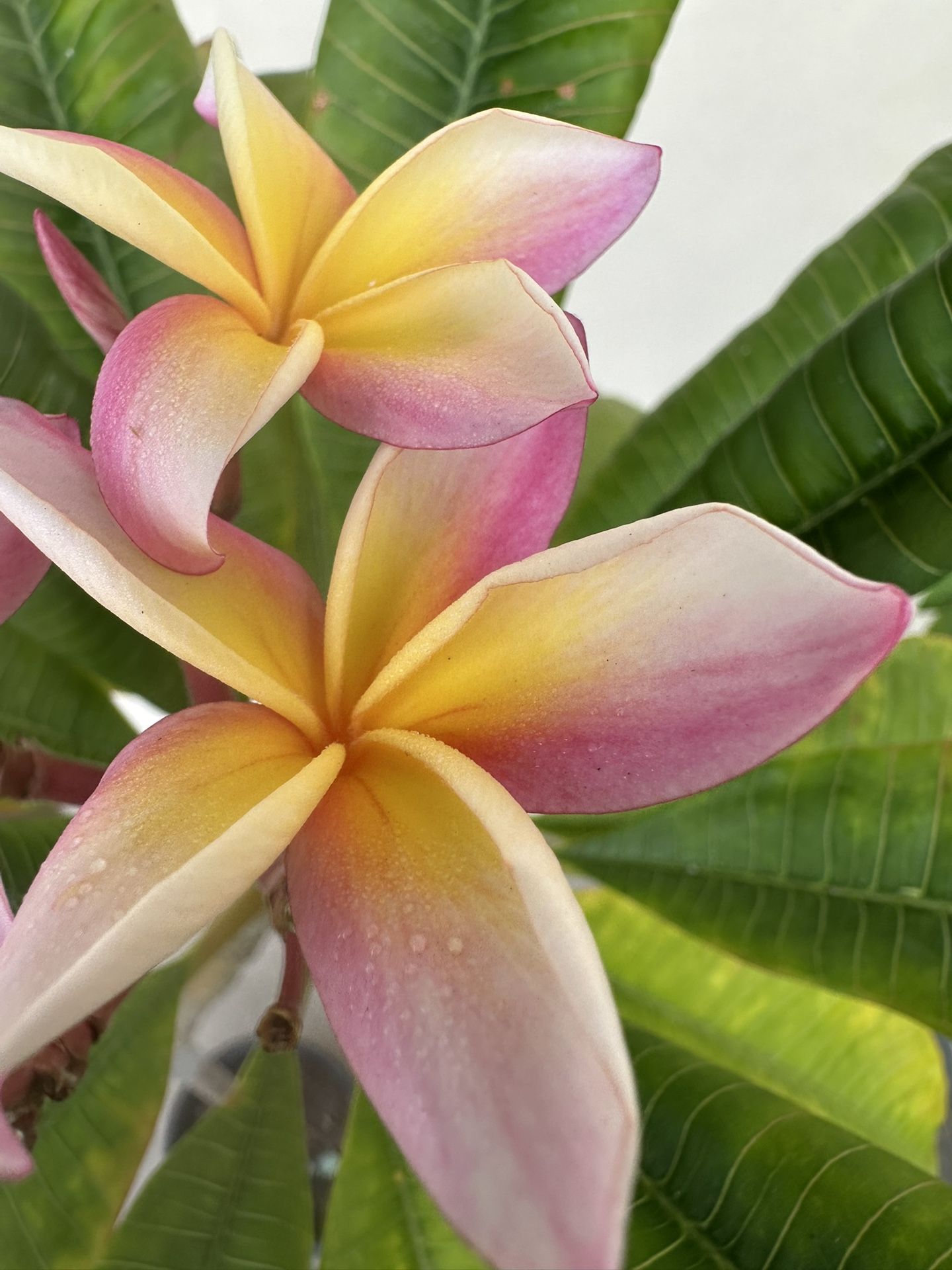 Blooming Plumeria Plant A6