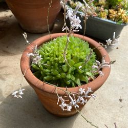 Big Haworthia cymbiformis