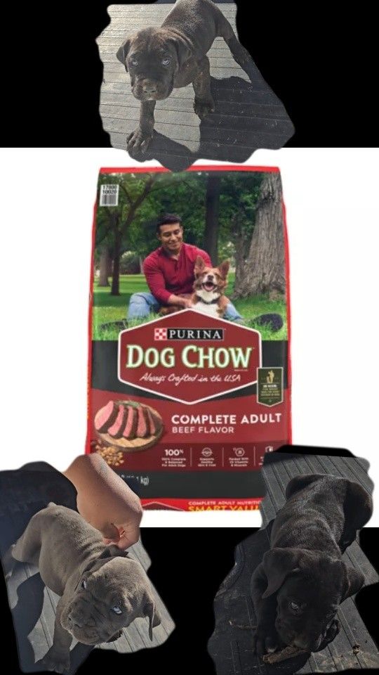 Dog Food
