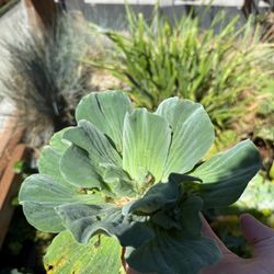 Rosette Water Lettuce