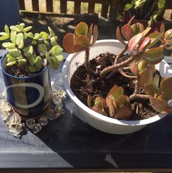 SUCCULENTS