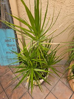 Dracaena plant 4ft