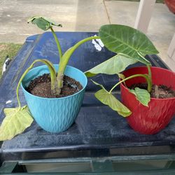 PLANTS 
