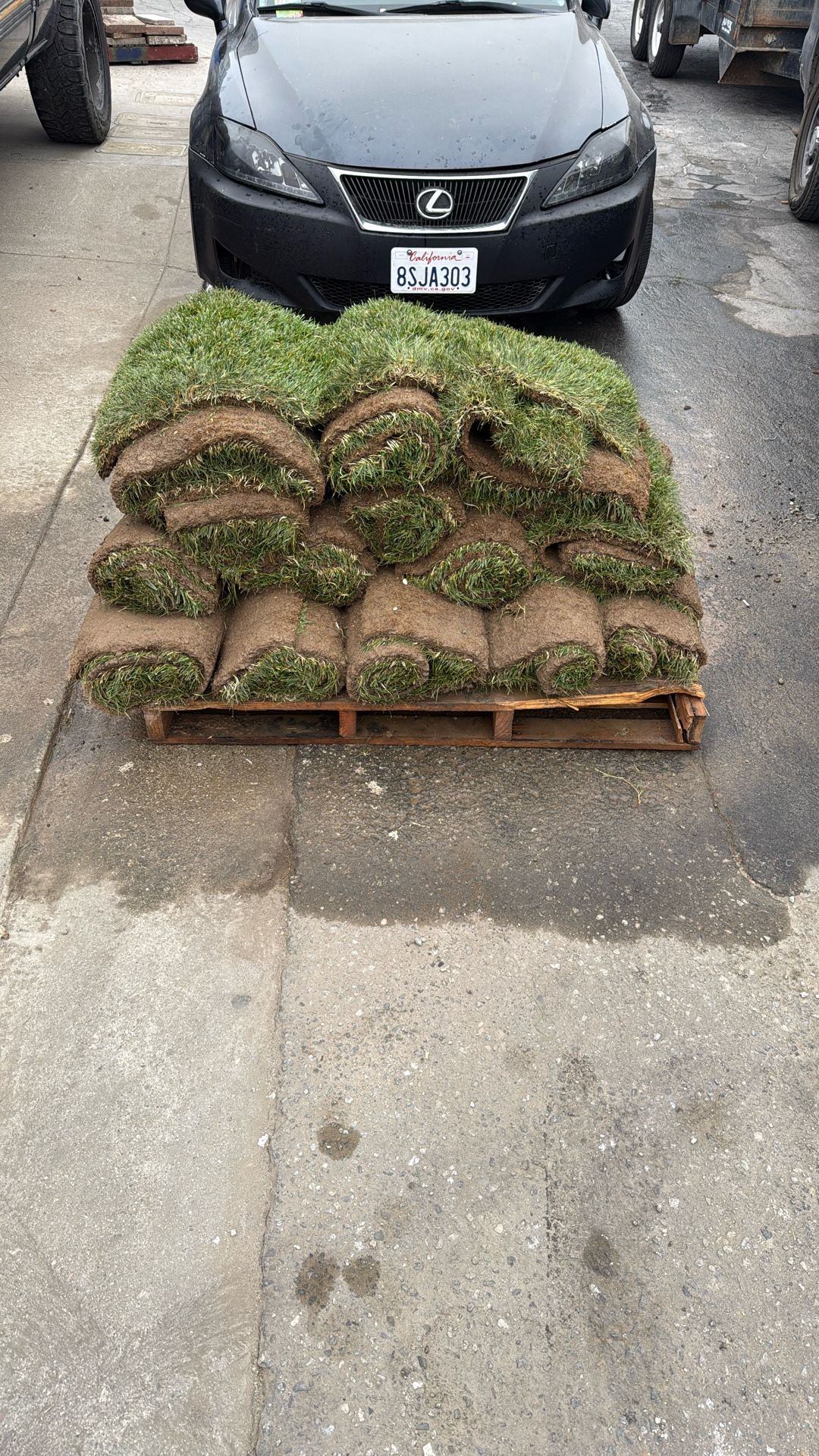 Marathon 1 Fescue 