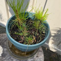 TANYOSHA Tree Saplings Ñ Monroeville 