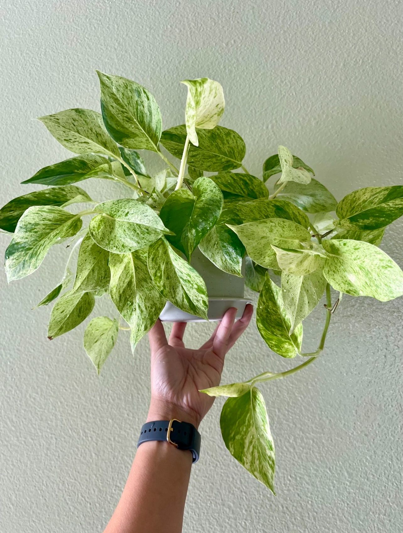 Marble Queen Pothos Potted Healthy Indoor Plant in Plastic Pot with Base