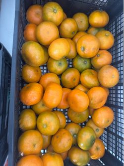 Mandarina