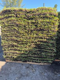 Fresh Palmetto St Augustine Pallet Of Grass