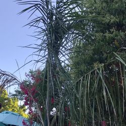 Two Queen Palm Plants In Clay Pots
