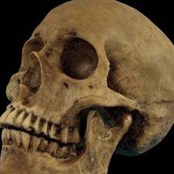 REALISTIC STUDIO QUALITY SKULL HEAD