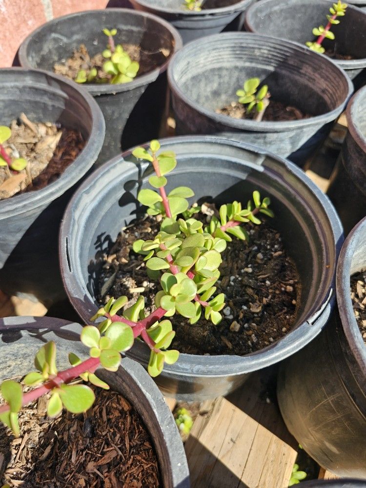 Succulents Elephant Bush