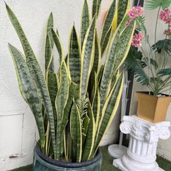 Snake Plant big plant with flower … Matured Plant