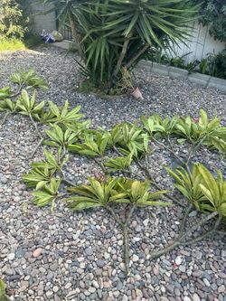 Fresh Plumera Cuttings 