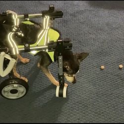 Dog Wheelchair Small