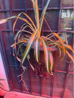 Spider plant