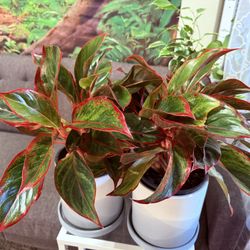 ♥️Aglaonema also known as Chinese Evergreen(LOW MAINTENANCE PLANT( PLS Read description ♥️
