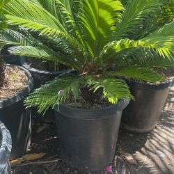 Sago Palm $$95 Each