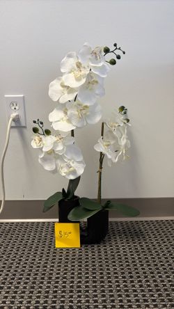 White Orchid 