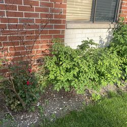 Plants For Free