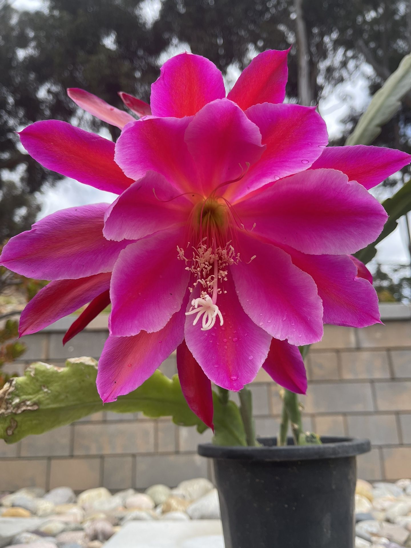 Epiphyllum (Hot Pink/Pegasus). Or By Cutting (6” or longer). See Below.