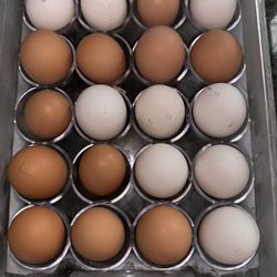 Fresh Organic Eggs Layed Daily 