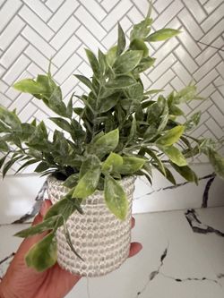 Rustic plant decor