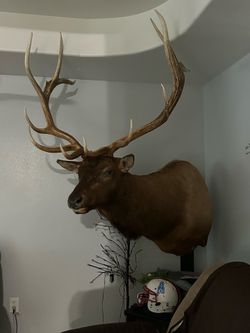 Elk Shoulder Mount / Taxidermy - Excellent Condition