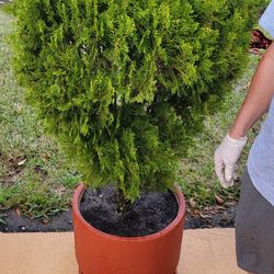 Bushes