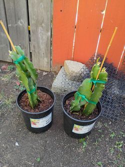 2 Dragon Fruit Cactus