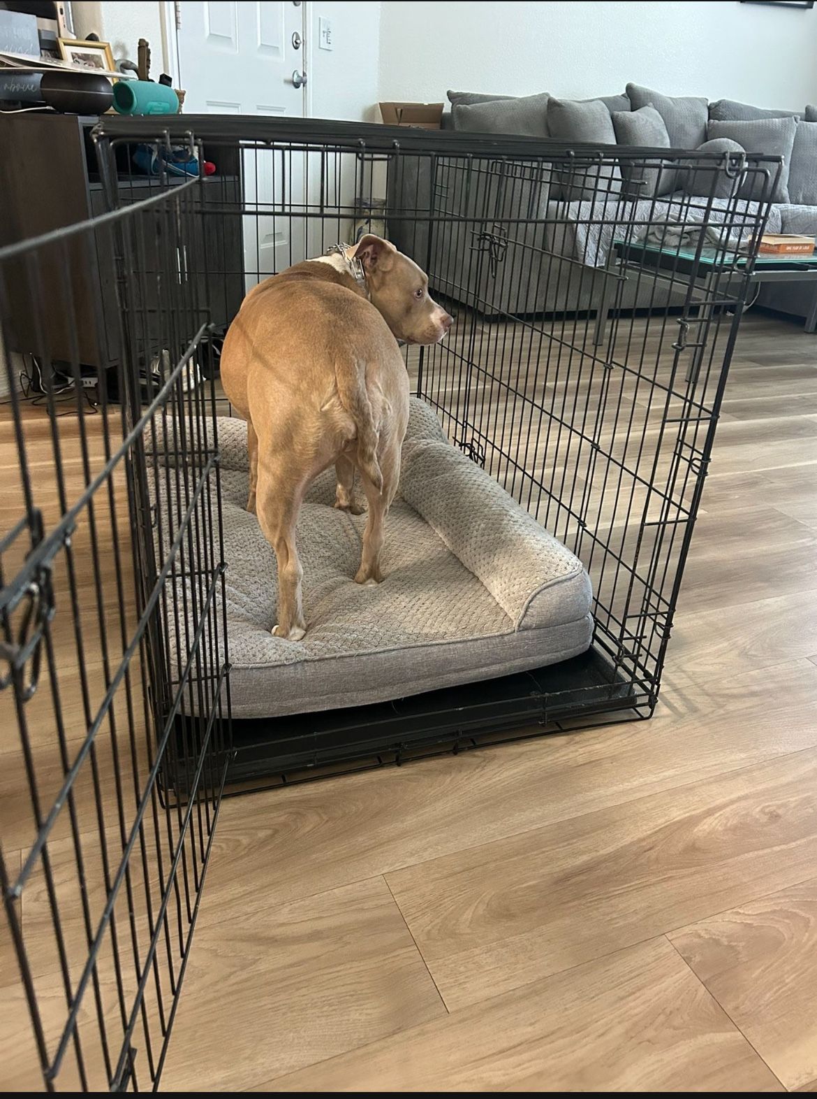 Xl Dog Crate W 2 Doors