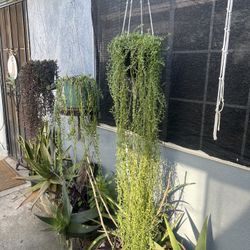 Succulents Delfín 🐬 Con Colgadera